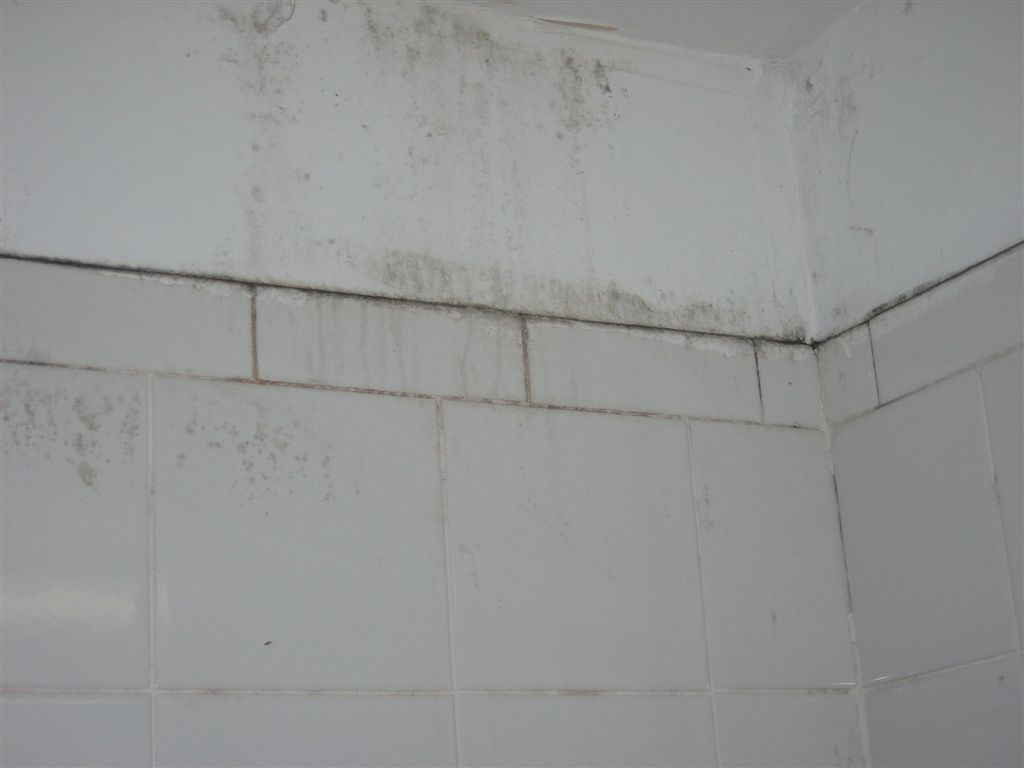 Kennewick, WA – Identifying and Preventing Mold Growth in Your Bathroom