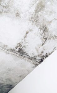 Mold