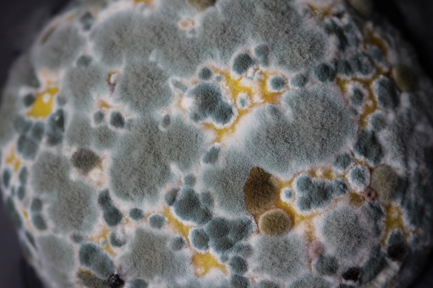 Newtown, PA - Mold infestation in the house Seek Professional Mold Remediation
