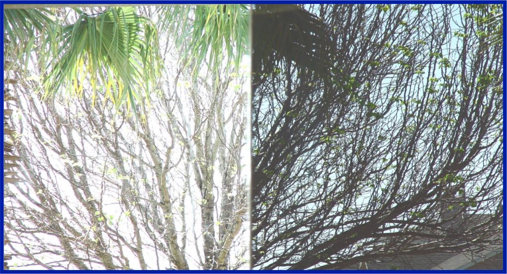 Before and after comparison for ceramic film