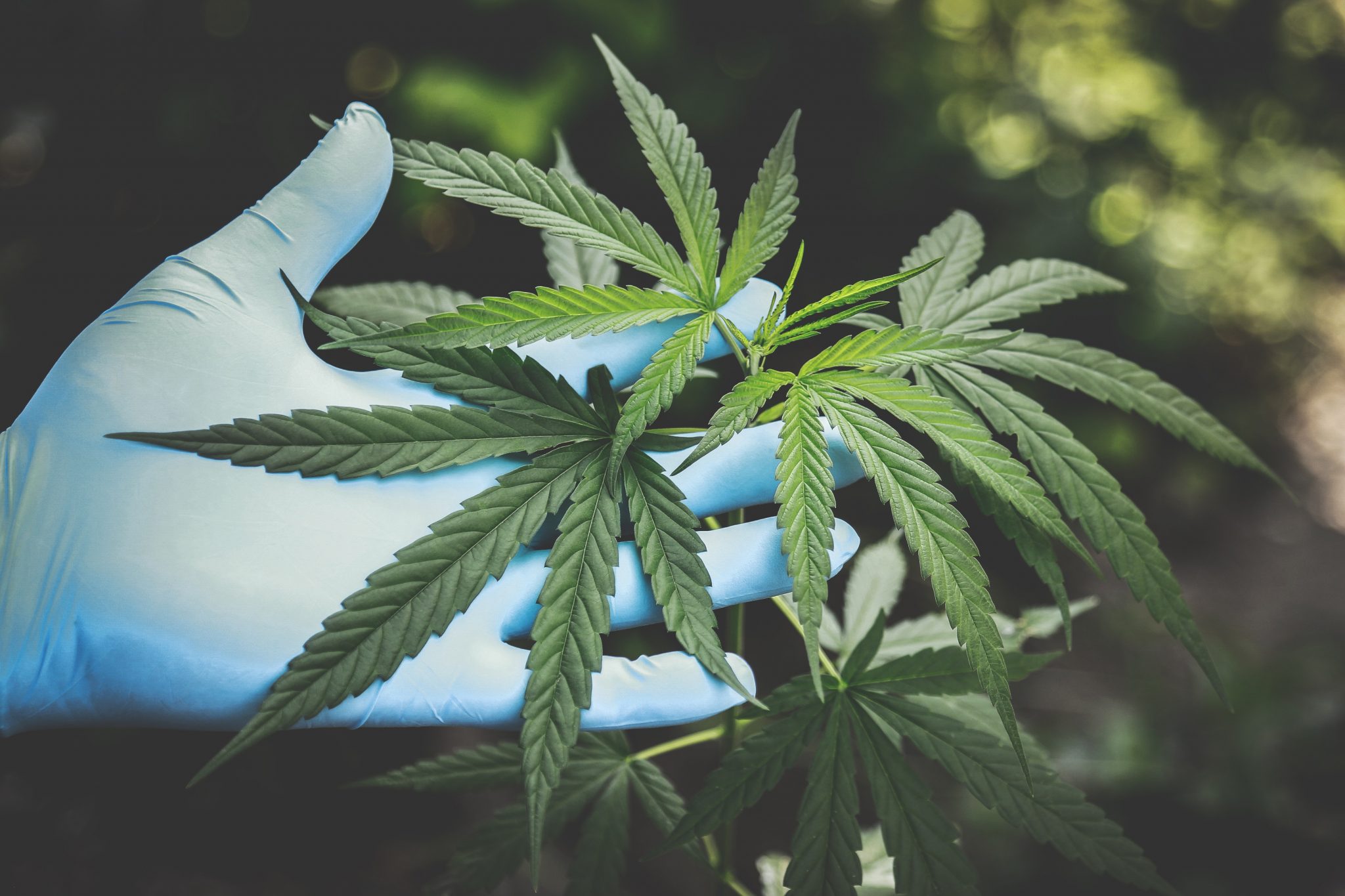 Las Vegas, NV – Local Nutrition / Supplement Store: CBD Products, Answers to Our Most Frequently Asked Questions