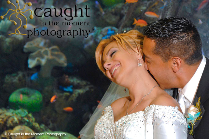 Wedding Photography at the Aquarium of the Pacific can be Challenging for the Inexperienced