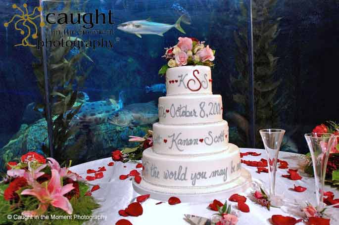 Aquarium of the Pacific is a Favorite Place for Wedding Photographer Based in Long Beach
