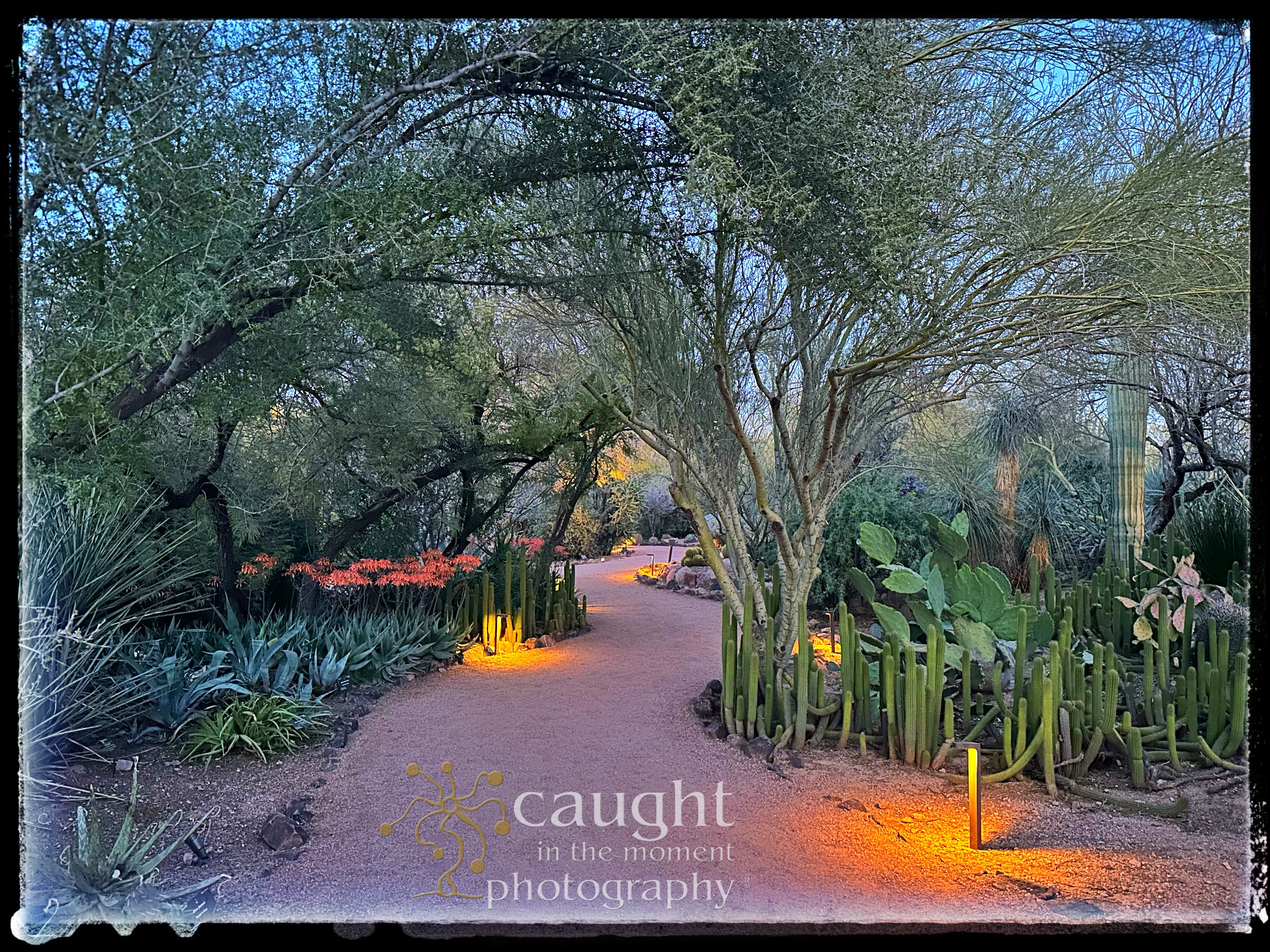 Illuminated pathway in a desert scape botanical garden.
