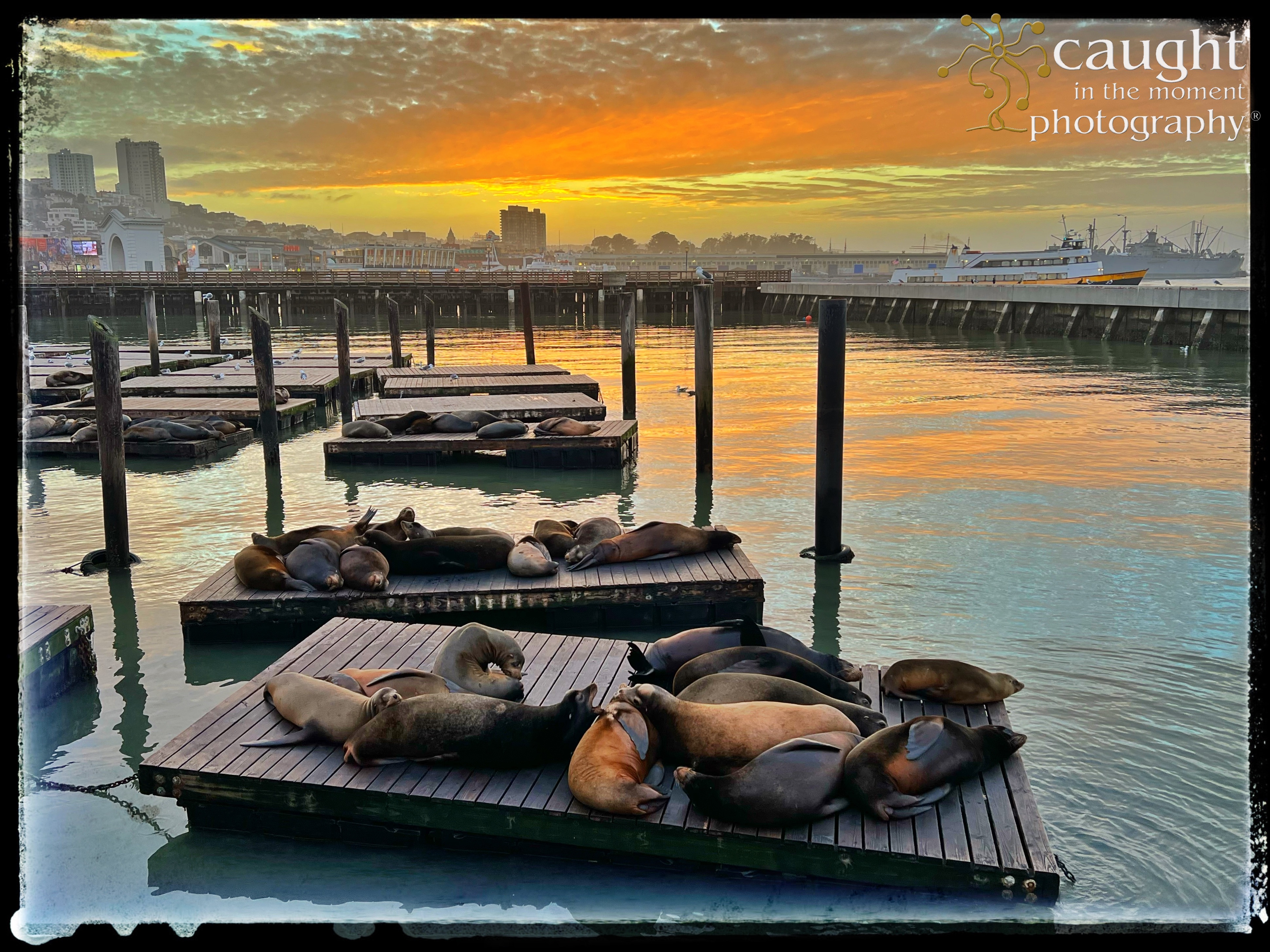 Marine Life on docks in San Francisco Wharf