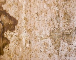 Sweaty Walls 