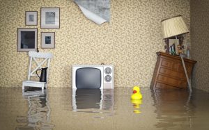 Water Damage Specialist