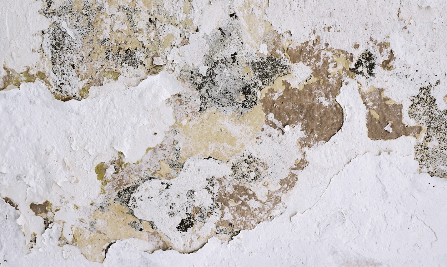 Simpsonville, KY - Mold in Your Home? Contact a Local Mold Remediation Company!