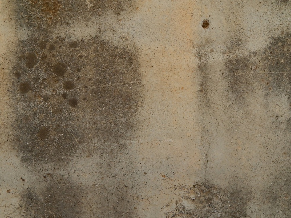 Louisville East, KY – Compelling Benefits of Professional Mold Inspection