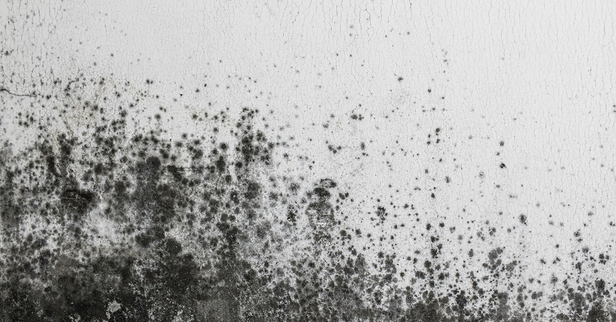 Decatur, AL - Common Crawl Space Issues - Professional Waterproofing News