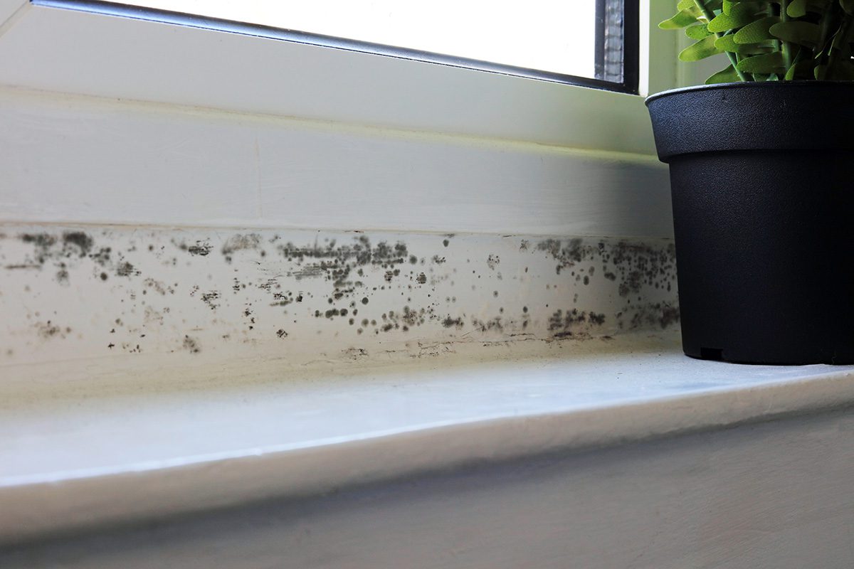 Black Mold Dangerous