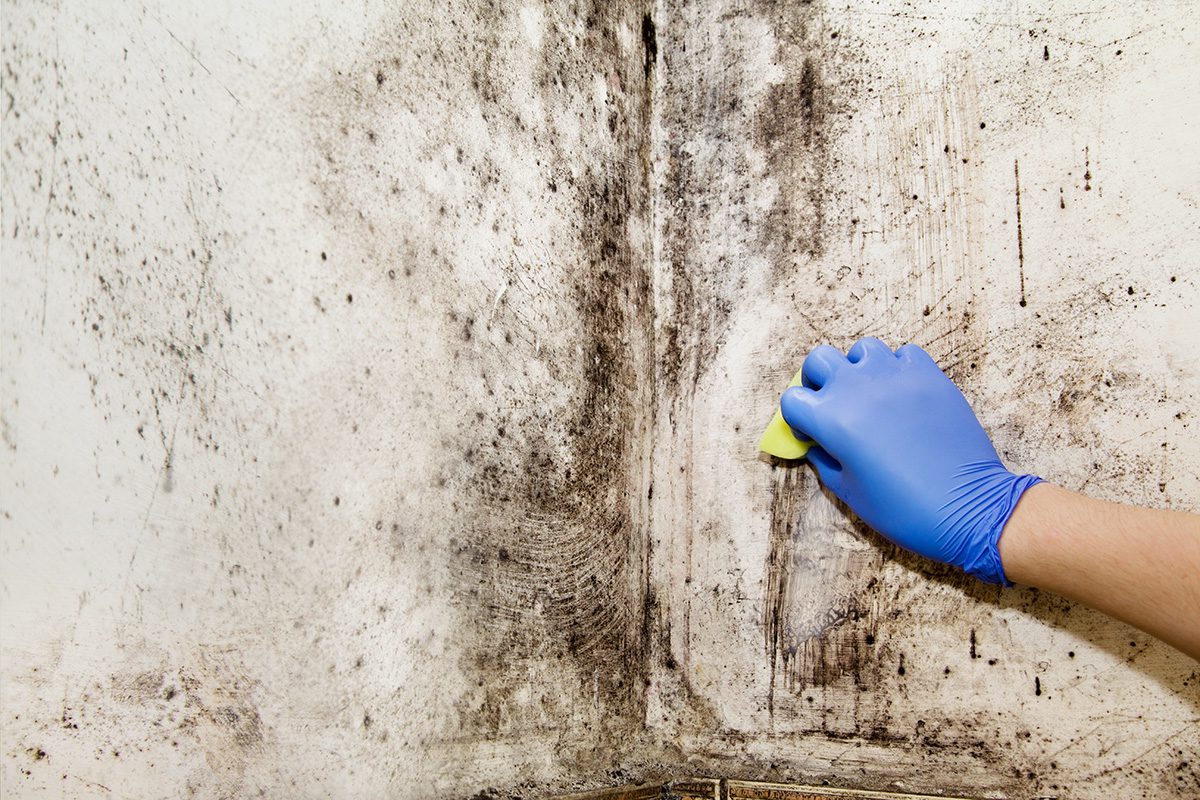 mold