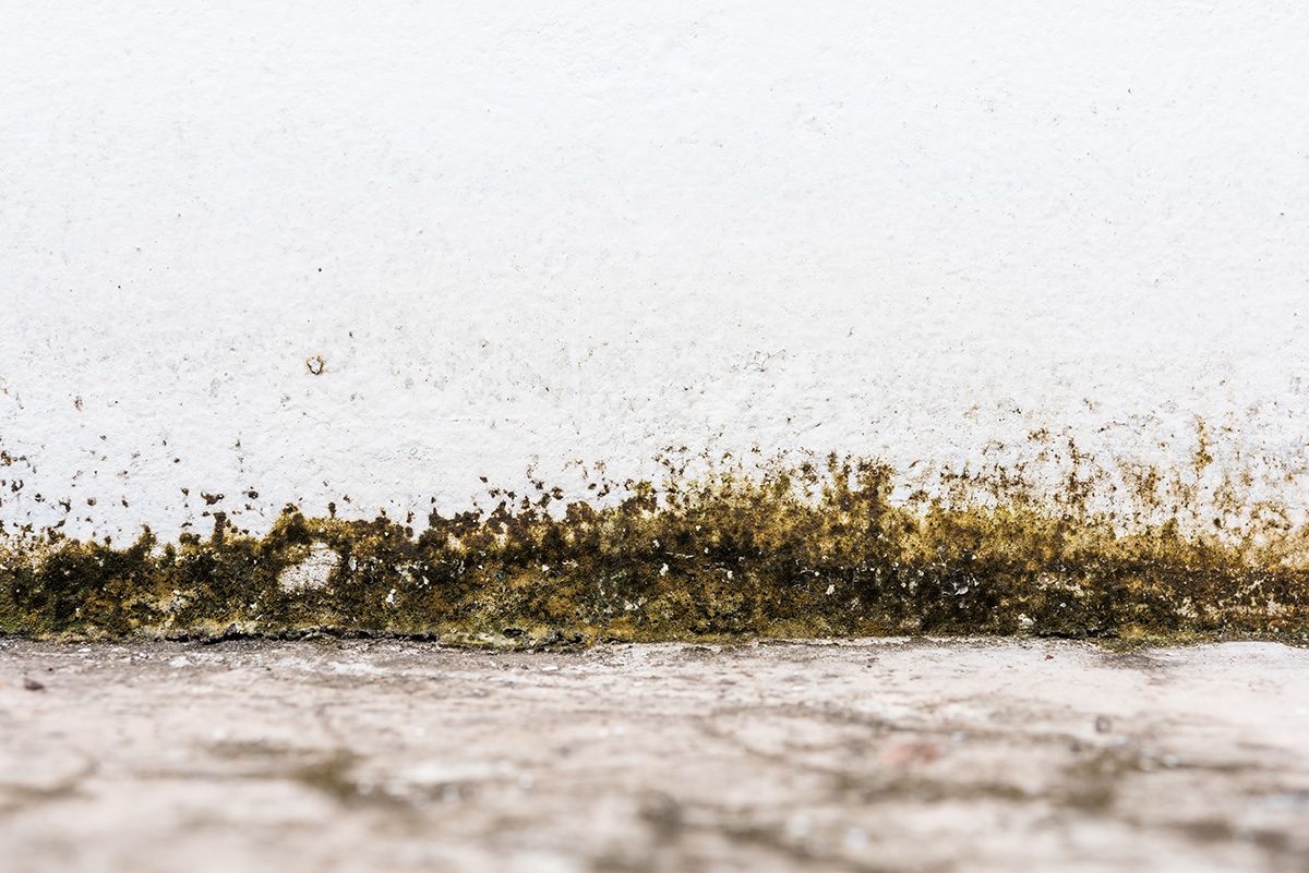 mold in the crawl space