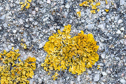 types of mold