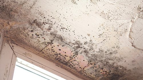 Basement mold prevention