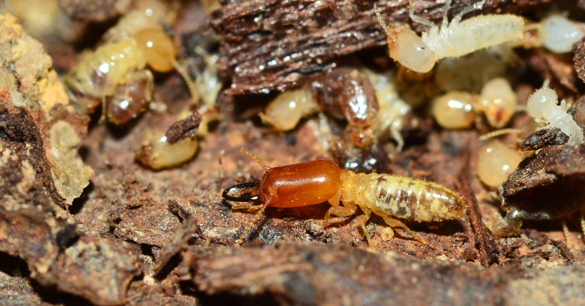 Athens, AL - How Crawlspace Vapor Barriers Protect Your Home from Termites