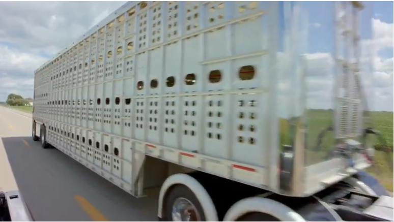 livestock semi trailer for sale in the usa