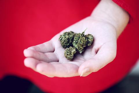 Mary Jane’s CBD Dispensary – Memphis – The History of Full Spectrum CBD