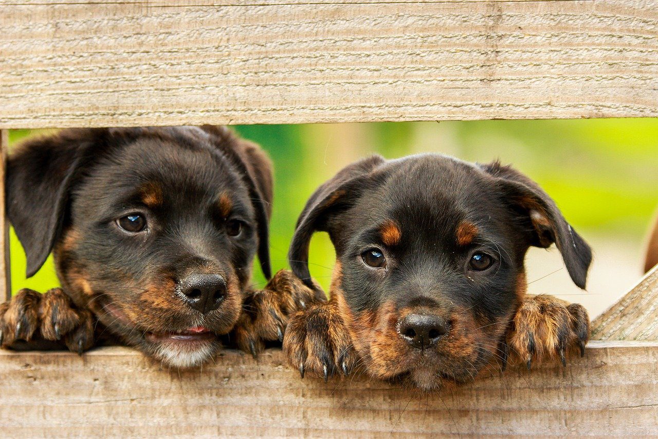 Mary Jane's CBD - What are the Benefits of CBD for Dogs? | CBD for Dogs
