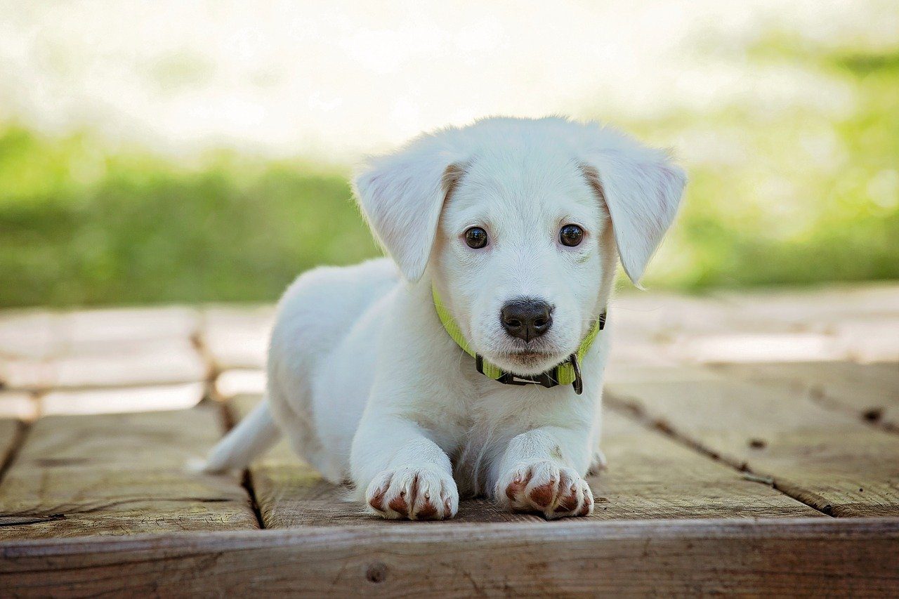 Mary Jane's CBD - Memphis - Is CBD Good for Keeping Dogs Calm? | CBD for Dogs