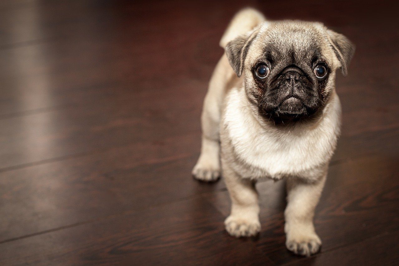Mary Jane’s CBD Dispensary – Can CBD Help My Dog’s Joint Pain? | CBD for Dogs