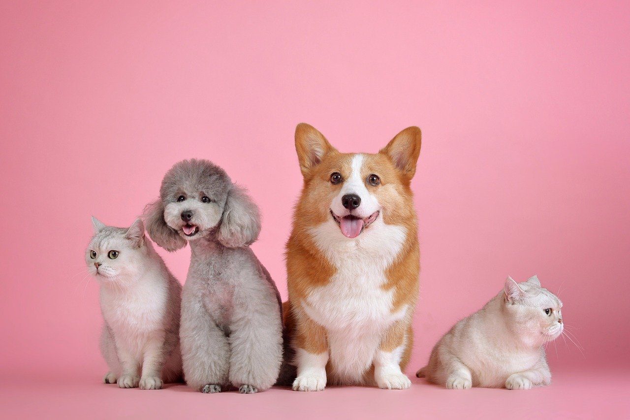 Mary Jane’s CBD – How Often Should You Give Your Dog CBD Oil? | CBD for Dogs