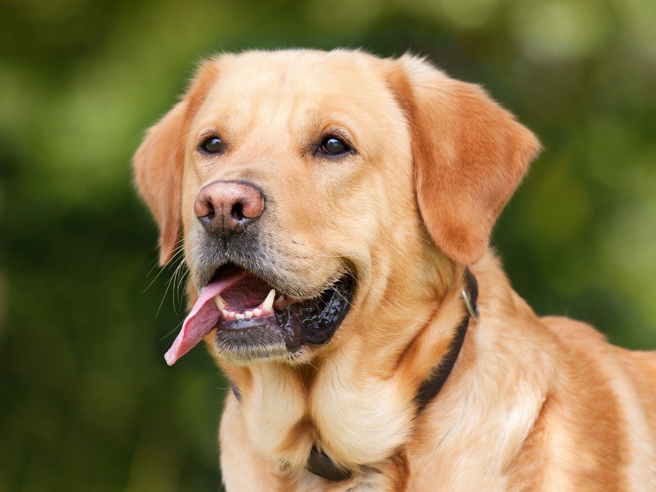 Mary Jane’s CBD Dispensary – How to Give Your Dog CBD Oil | CBD for Dogs