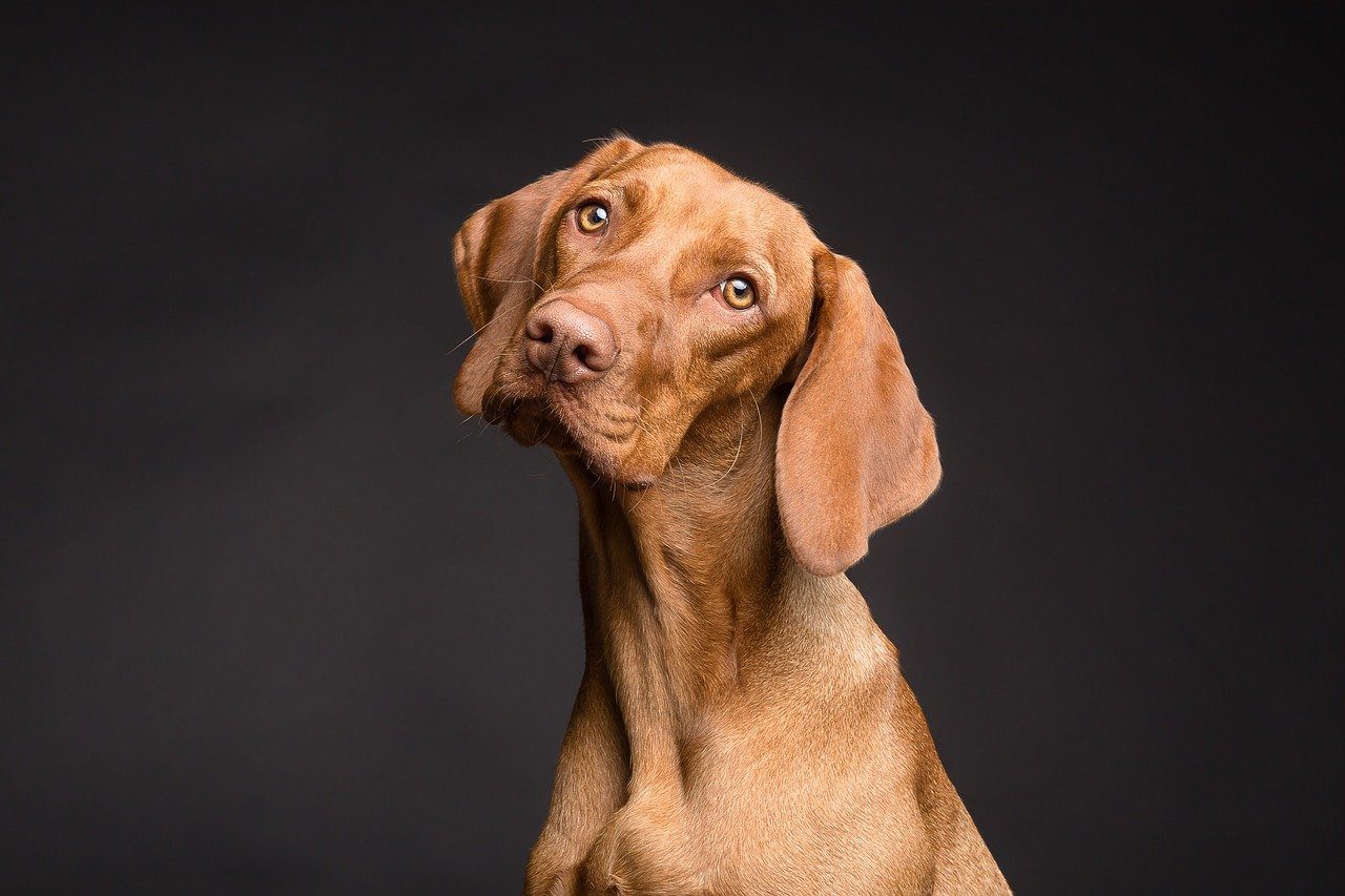 Mary Jane’s CBD Dispensary – Does CBD Help My Dog’s Anxiety? | CBD for Dogs