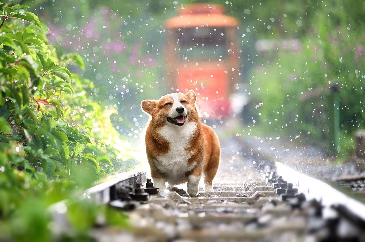Mary Jane’s CBD Dispensary – Memphis – CBD for Arthritis in Dogs | CBD for Dogs