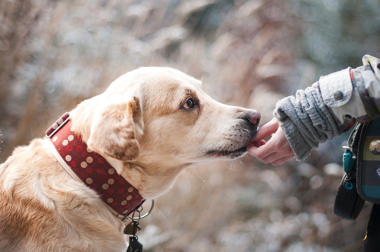 Mary Jane’s CBD – Memphis – What Is The Best CBD Oil for Dogs? | CBD for Dogs