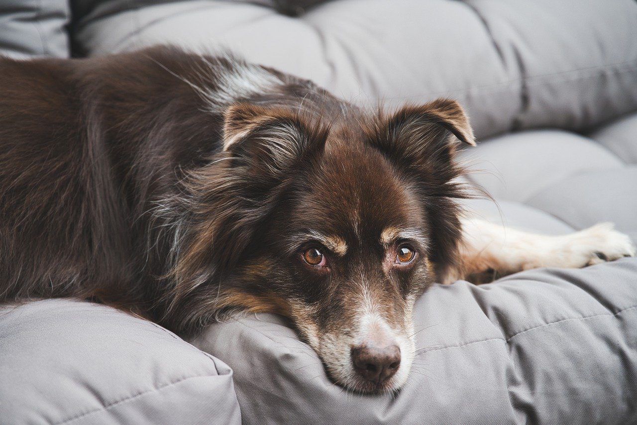 Mary Jane’s CBD-10 Things You Should Know About CBD Oil for Dogs | CBD for Dogs