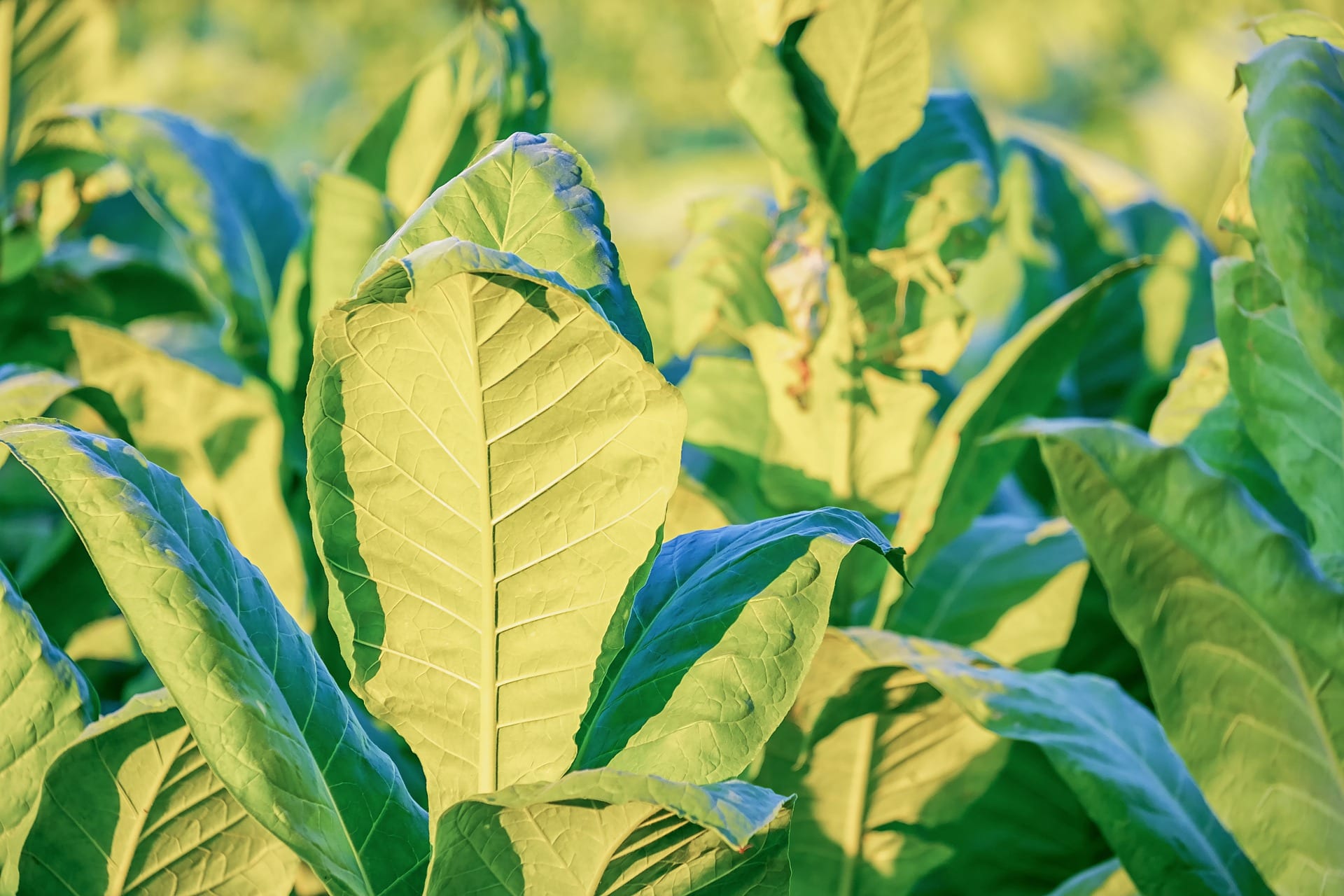 Memphis, Tennessee | Will Disposable Vapes Be Banned Soon? – Tobacco Store