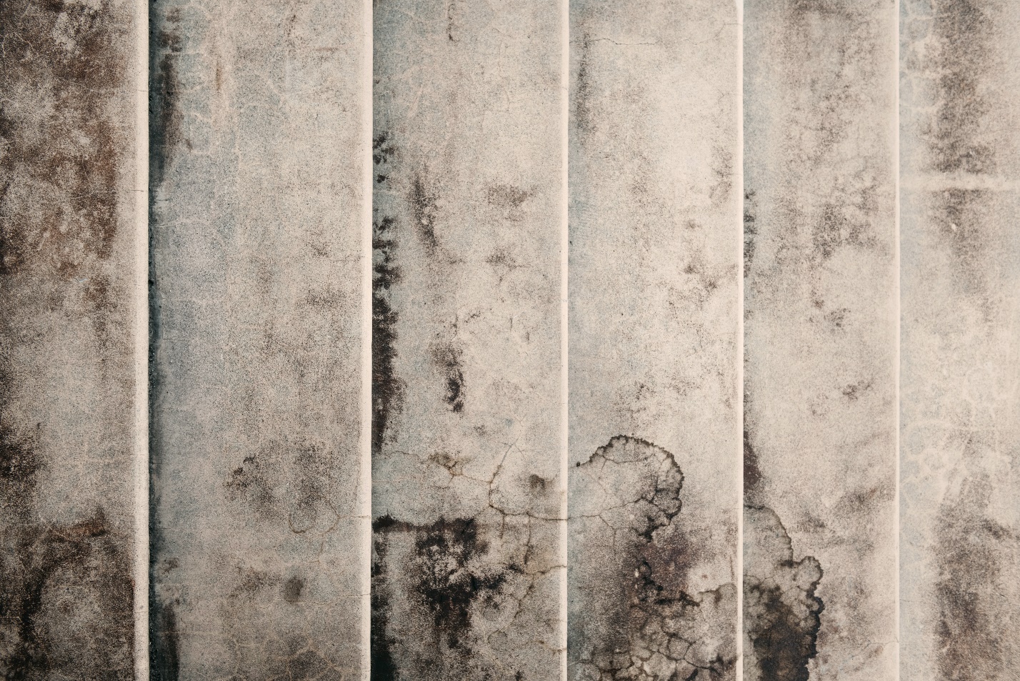 Mold Removal
