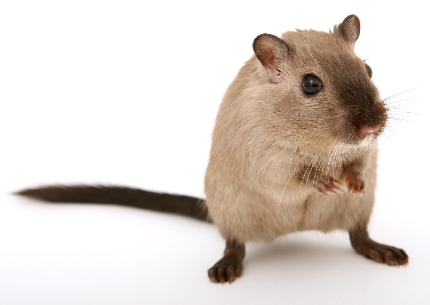 Critter Decontamination
