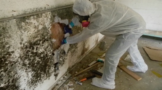 Mold Removal Service