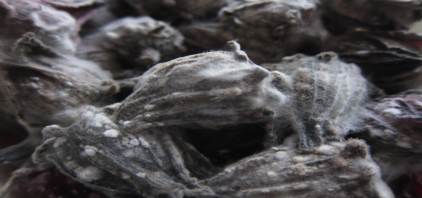 Toxic Mold