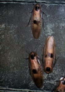 Diseases