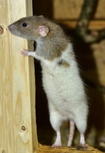 Pest Infestations
