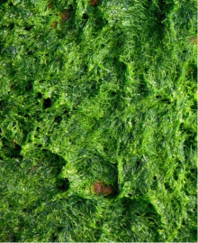 Alga