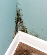 Mold Growth 