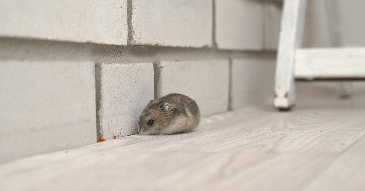 Sheffield, AL - What Attracts Mice and Rats Into Your Home - Pest Control