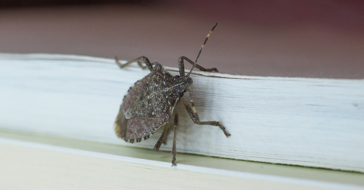 Sheffield, AL - Dealing with Stink Bugs in the Fall - Pest Control Services