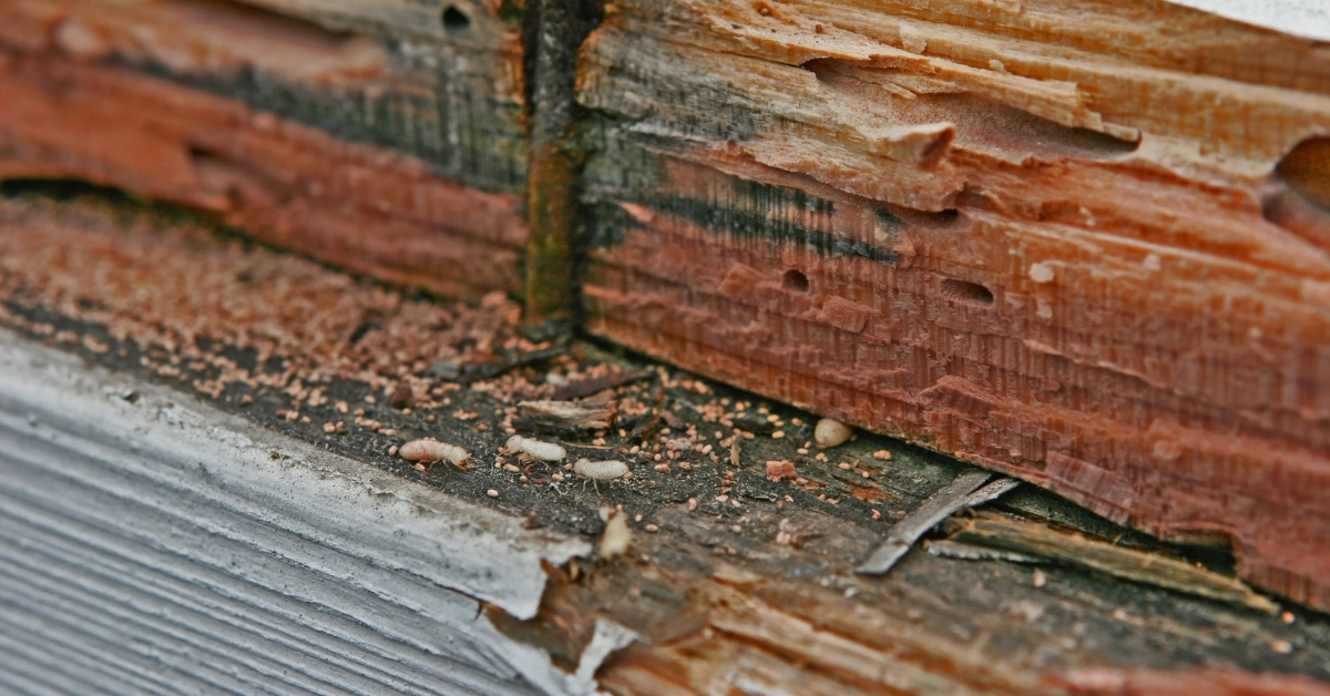 Sheffield, AL - Long-Term Effects of Pest Infestations - Pest Control News
