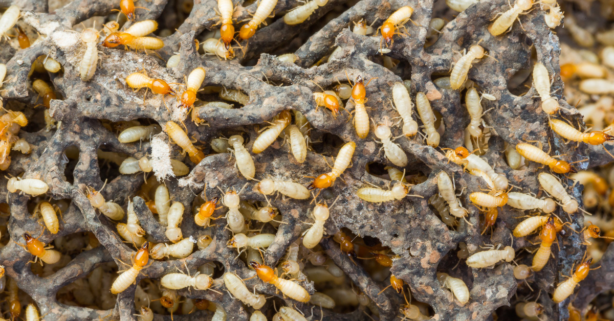 Tuscumbia, AL - What to Do If You Spot Termite Swarmers Near Your Home