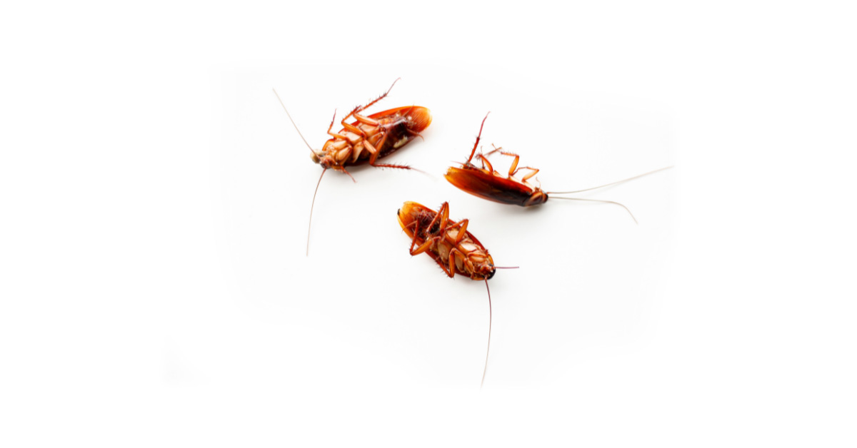 Tuscumbia, AL - Fall Pest Control Checklist for Homeowners - Pest Control
