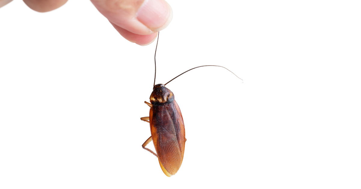 Florence, AL - Common Mistakes in DIY Pest Control - Pest Control News