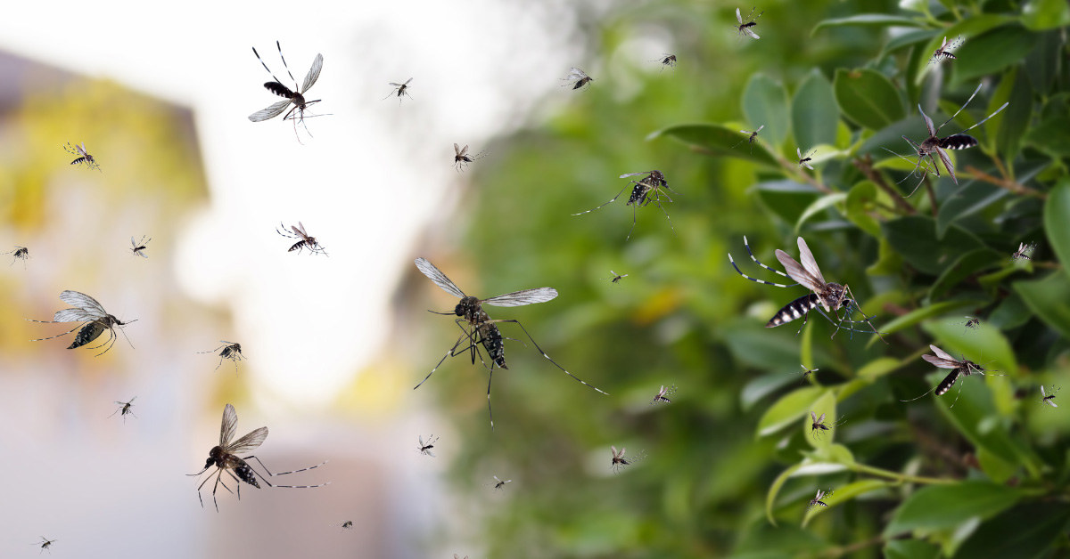 Florence, AL - Summer Pest Management -  Professional Pest Control Services