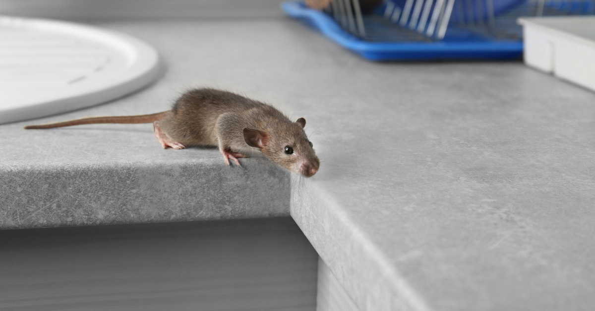 Florence, AL - Rodent Control 101: A Comprehensive Guide - Pest Control News