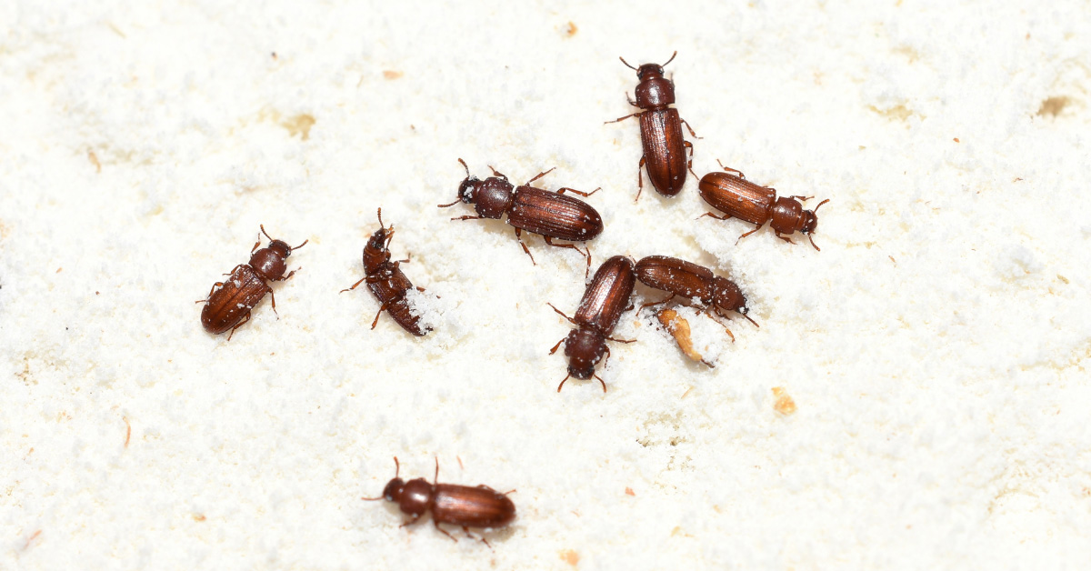 Florence, AL - Understanding Common Household Pests - Expert Pest Services