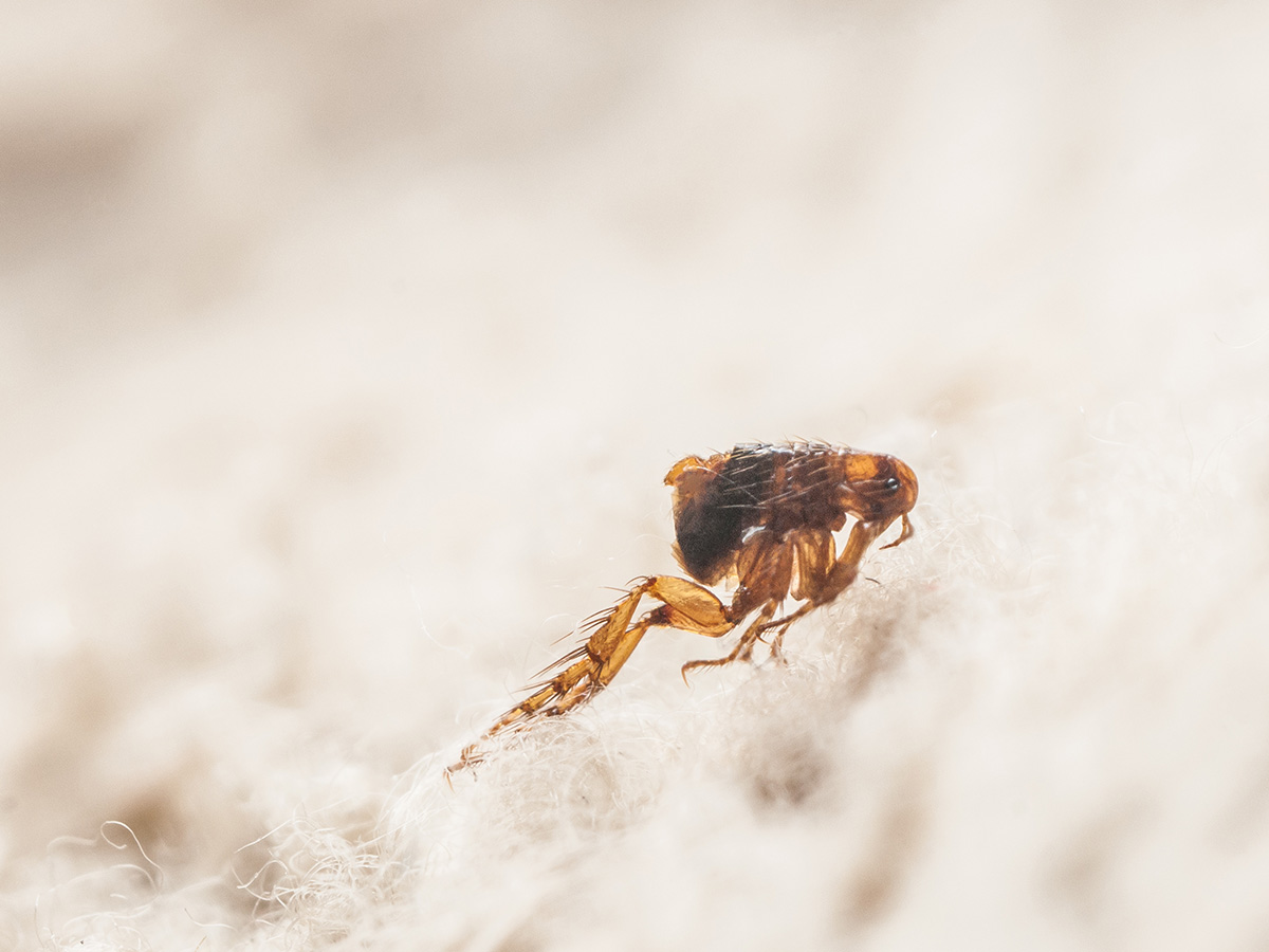 Muscle Shoals, AL - How to Handle a Flea Infestation in Your Home - Pest Control